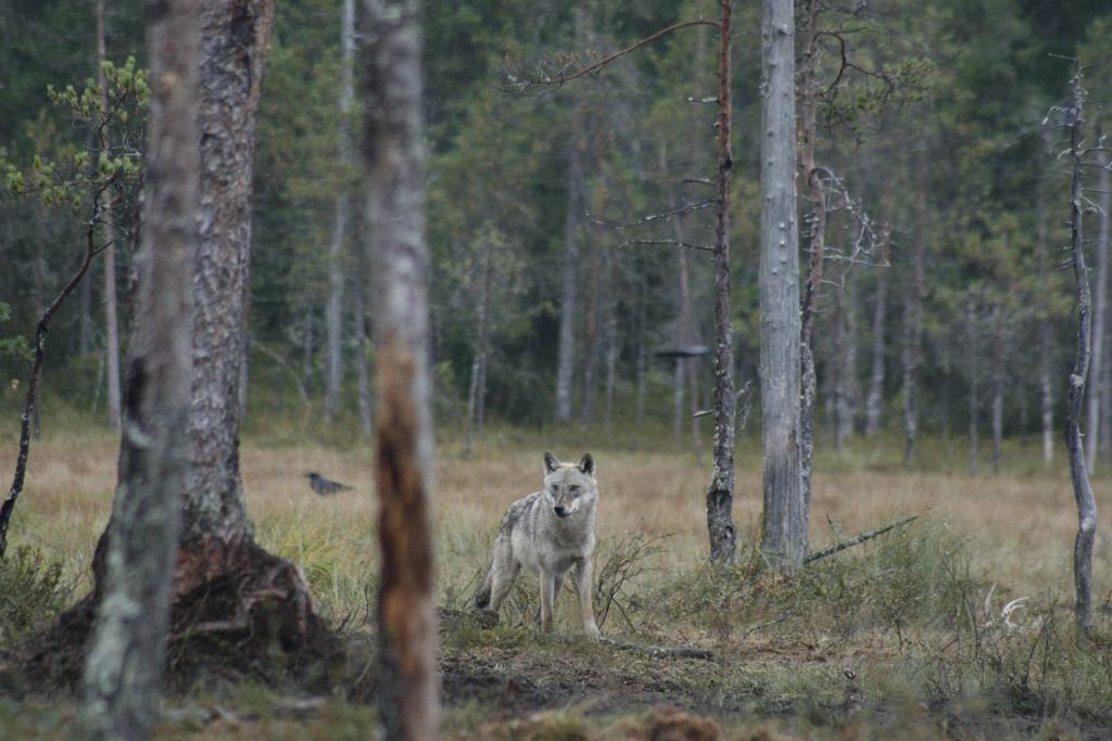 Nymon Mountain Lodge Stoten Luaran gambar